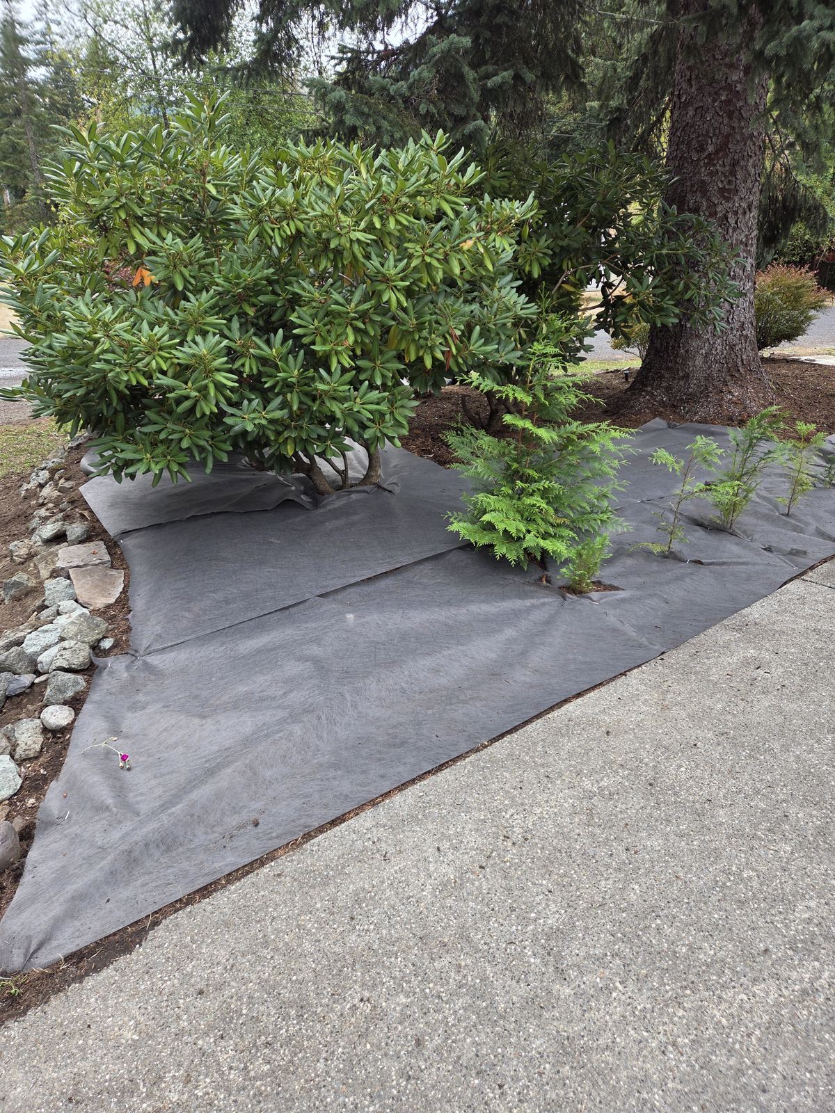 Weed barrier fabric laid around shrubs before mulching